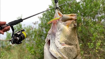 Câu cá chẽm thiên nhiên cà mau