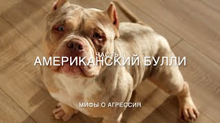 Вся правда о Американских булли! Агрессия у Булли 🐶 часть 1