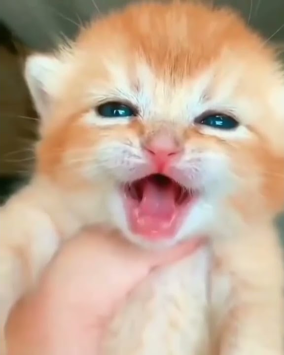 cute baby cat crying videos | OMG So Cute Cats ♥ Best Funny Cat Videos #09