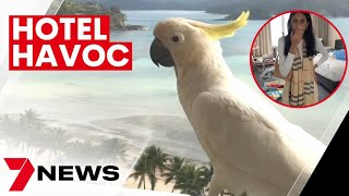 Cockatoos trash Hamilton Island hotel room after holidaymakers leave door open | 7NEWS