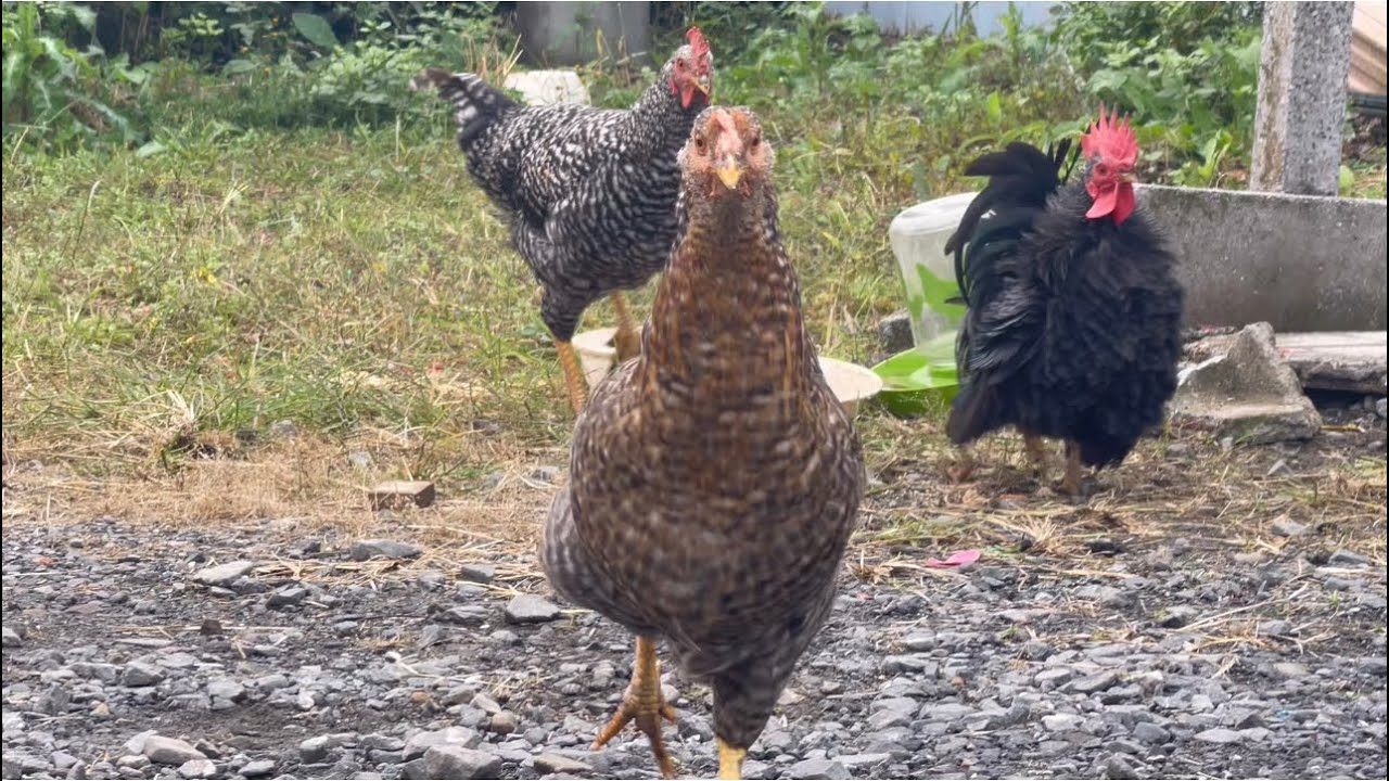 呼ぶとくる黒チャボと岡崎おうはん YouTube