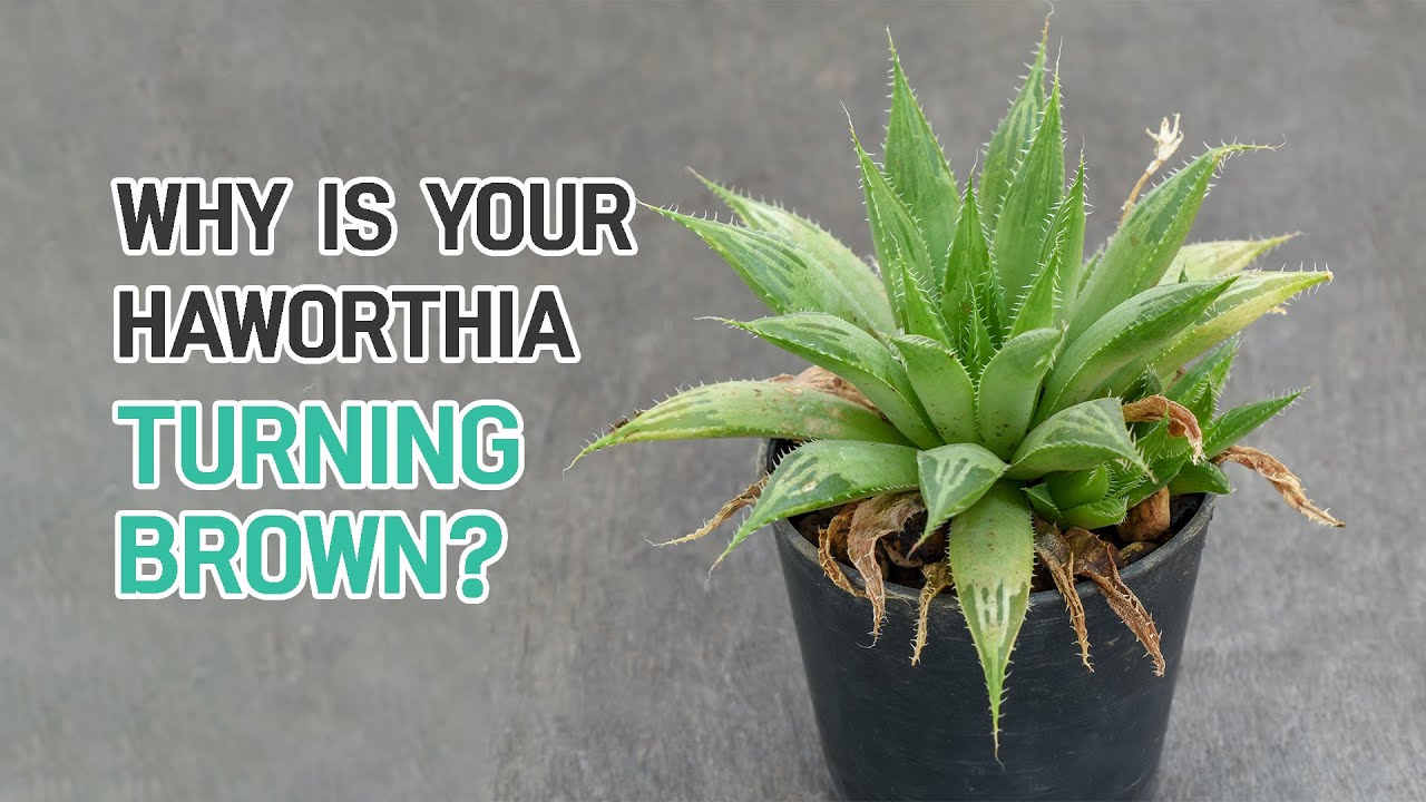 WHY IS YOUR HAWORTHIA TURNING BROWN? | SUCCULENT CARE TIPS
