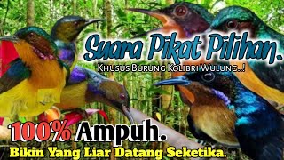 SUARA PIKAT BURUNG KOLIBRI WULUNG. PALING JITU..