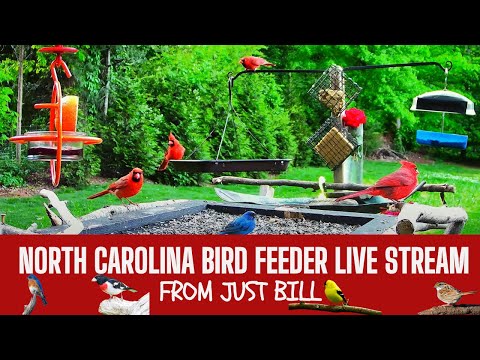 North Carolina Cardinal Feeder live cam preview