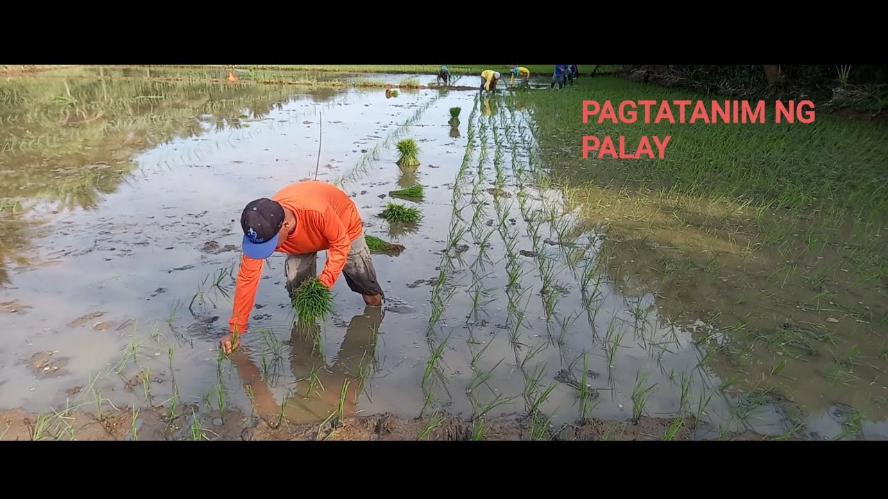 PAGTATANIM NG PALAY - YouTube