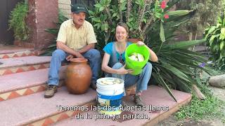 LECHUGUILLA  otro fermento del AGAVE (Jalisco, México)