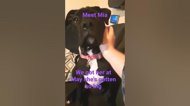 meet Mia the dog
