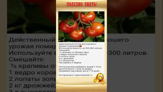 ПОЛЕЗНО ЗНАТЬ! Подкорми этим томаты #shorts #рецепты  #советы