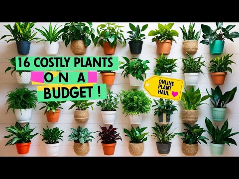 Budget Plant 🪴Haul! 16 Beautiful Plants from The Affordable Organic Store 🛒✨