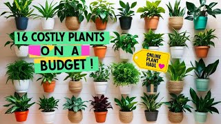 Budget Plant 🪴Haul! 16 Beautiful Plants from The Affordable Organic Store 🛒✨