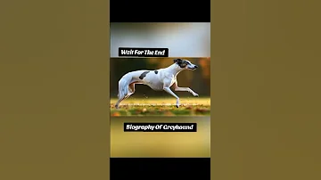 Wildlife Documentary On Greyhound | Part 1