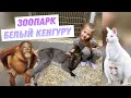 Контактный зоопарк БЕЛЫЙ КЕНГУРУ/обезьяны хватают за пальцы ТРЭЭЭШ