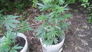 Outside veg