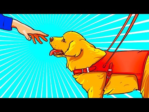 Video: Dove possono andare i cani da assistenza?