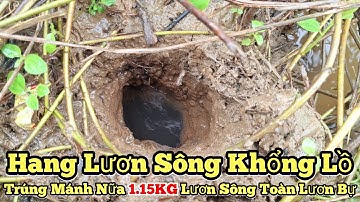 Câu lươn sông_Mở hàng nhức nách Toàn lươn bự_1.15KG Trúng mánh nữa rồi_tập1016//Giant eel fishing