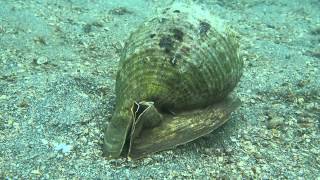 Cassis madagascariensis spinella Clench, 1944 Cameo Helmet PC250279 Cassis madagascariensis spinella Clench, 1944 Cameo Helmet PC250279