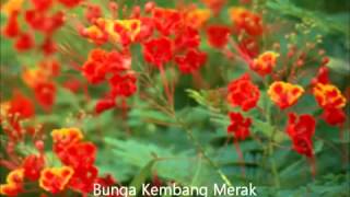 Download Lagu Bunga Bunga Malaysia wmv MP3