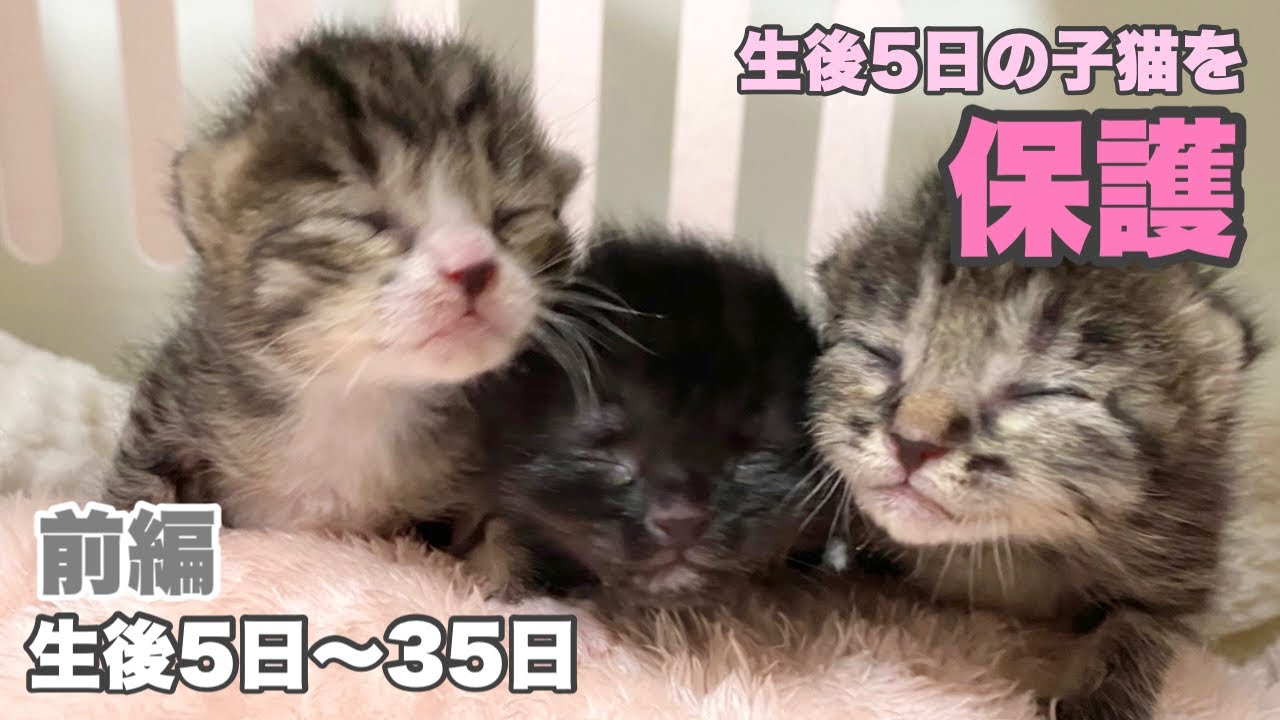 総集編【前編】へその緒つき生後5日の子猫3匹を保護 生後5日〜35日