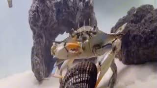 How Smart a crab is?