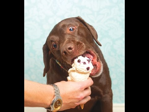 Labrador Eating Ice Cream Youtube