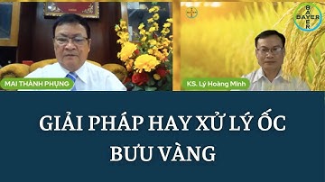 BAYER | XỬ LÝ ỐC BƯU VÀNG GÂY HẠI RUỘNG LÚA