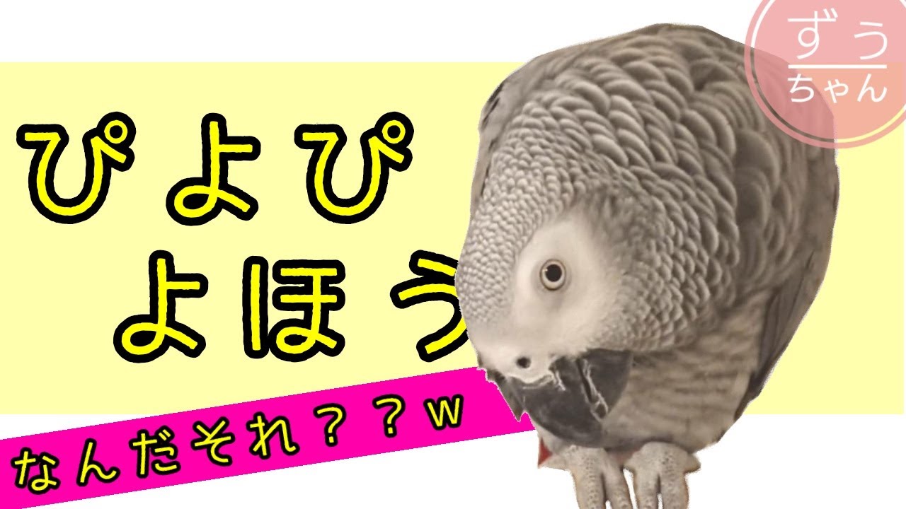 ヨウムのずぅちゃん、お誕生日が忘れられず…おしゃべり大暴走(笑