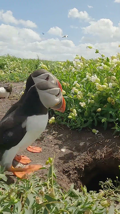 Puffins Are Making a Comeback in Maine, Smart News