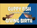 How Guppy Fish Give Birth to Her Fries in HD