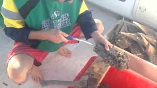 Razor fish, streaky bay, how to clean razor fish, razer, razorfish