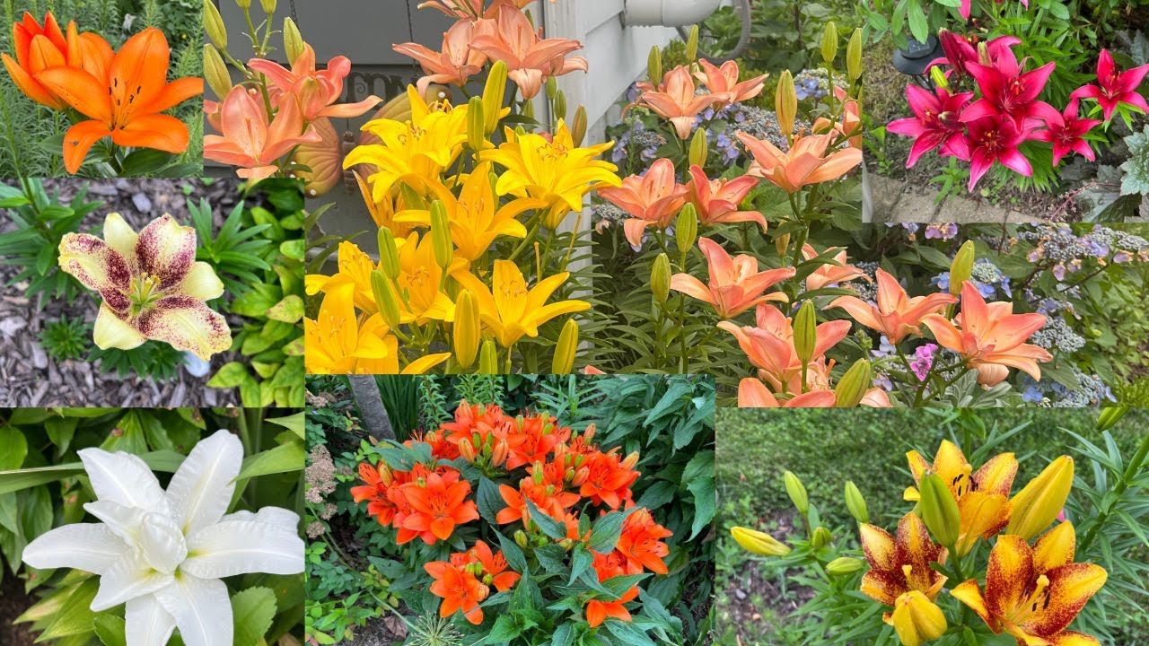 LILY Garden Tour with NAMES and CARE TIPS - YouTube