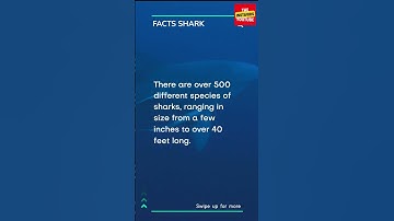 Jaws Unleashed: Discovering the Secrets of Sharks