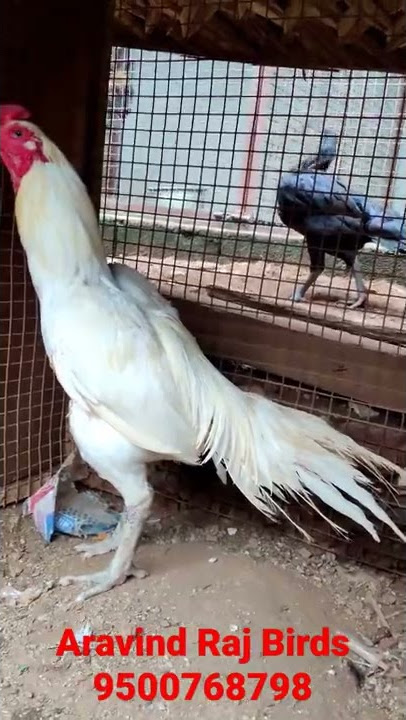 Aravind Raj Birds
