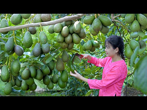 Harvesting king avocados- Cooking giant avocado sandwiches | Great recipes