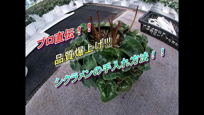 グッタリしたシクラメンの復活方法 Youtube グッタリしたシクラメンの復活方法 Youtube