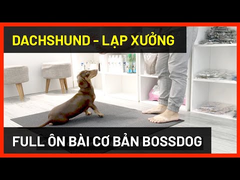 Video: Cách Huấn Luyện Chó Dachshund
