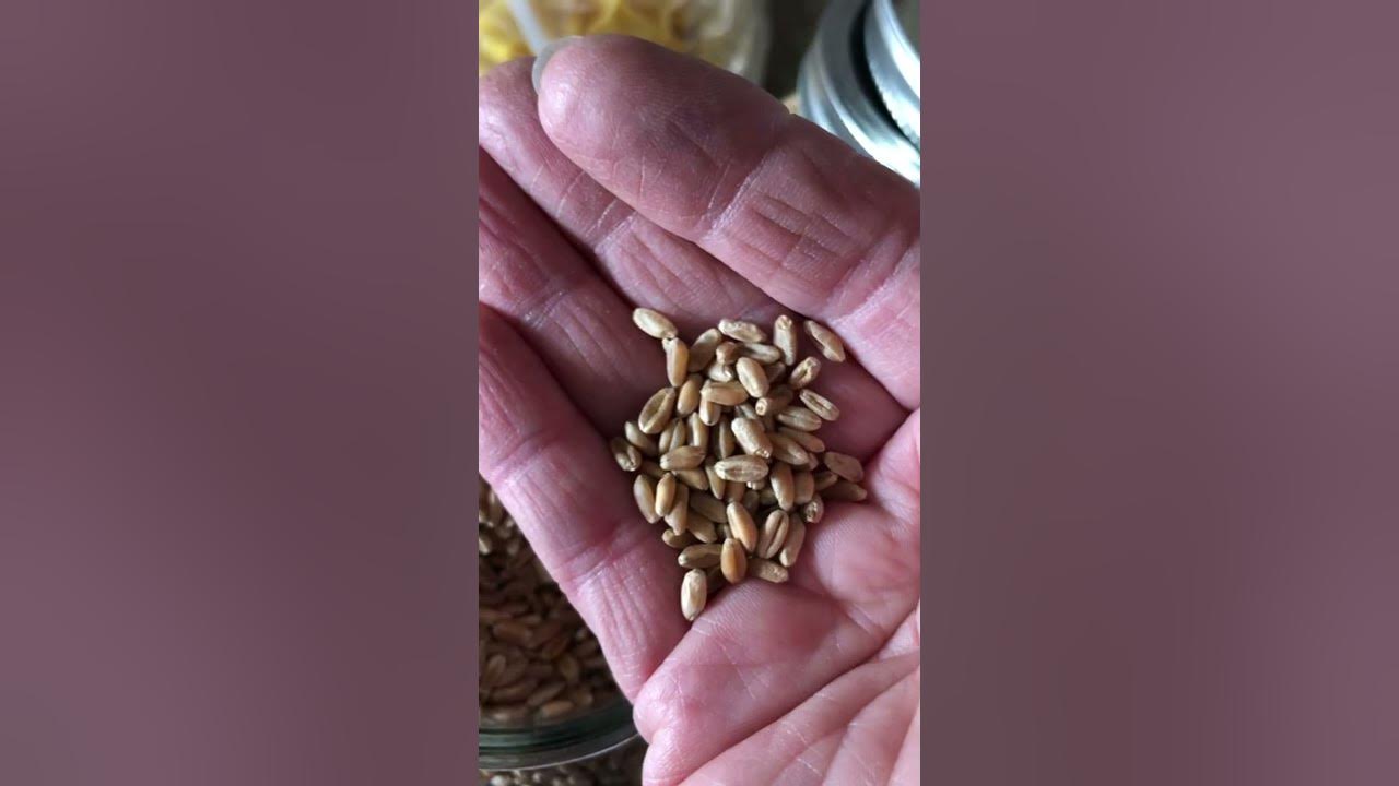 how-much-to-store-up-on-grains-for-the-cost-of-them-going-up-youtube