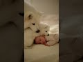 赤ちゃんと犬“Mama Says: Let the Baby Sleep 💤🐶 | Samoyed Family Moments”　#funny #baby #Samoyed #cute