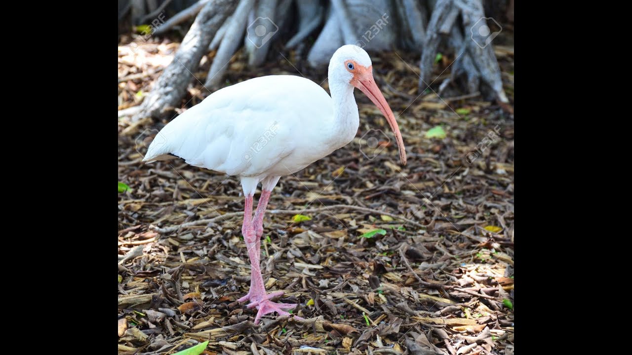 kiki's nyc Bathtime with White Ibises