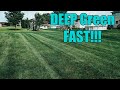 Good Lawn Fertilizer for Summer // DEEP GREEN In 4 Days!!!