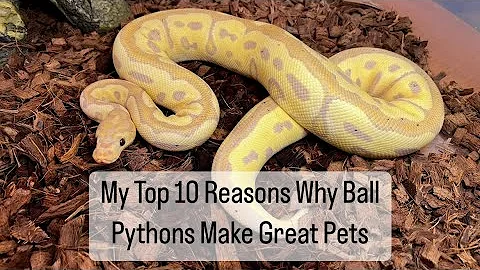 My Top 10 Reasons Why Ball Pythons Make Great Pets #ballpython #reptiles #snake #animals #pets