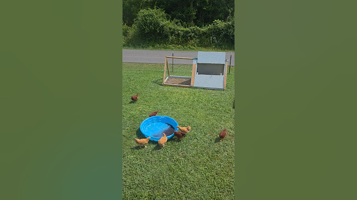Frozen Berries + Hot Chickens = Absolute Mayhem!  #chicken #georgia #chickenshorts