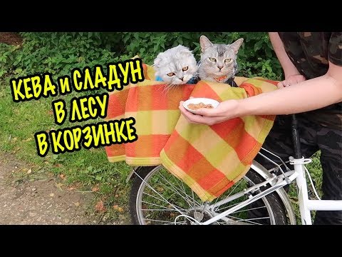 Видео: КЕВА И СЛАДУН В ЛЕСУ! С КОТОМ ВХОД РАЗРЕШЁН!