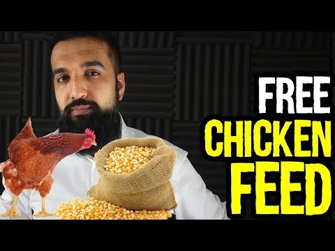 7 Free Chicken Feed Ideas | Save Money Profit More | Azad Chaiwala Show