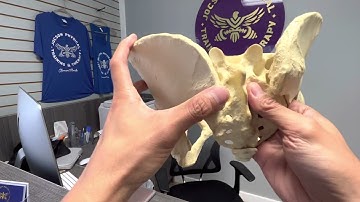 Relative Motion at the Pelvis