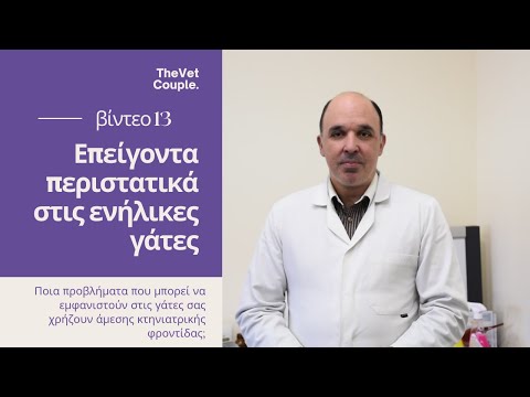 Βίντεο: Γιατί αυτός ο κτηνίατρος μισεί τις γάτες