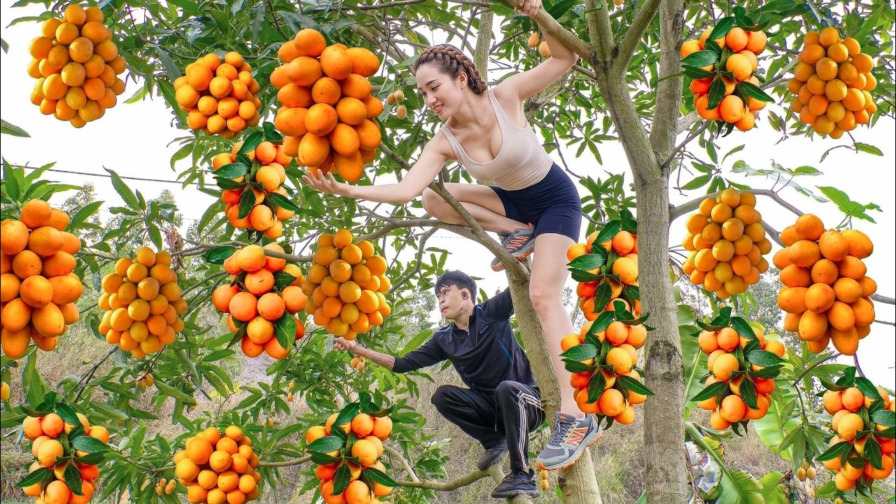 Harvesting Rare Marian Plum Fruits High Up in the Trees to Sell | One Slip = Game Over