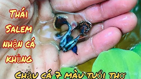 Setup chậu cây cá 7 màu tuổi thơ-Thái Salem được Fan tặng cá khủng