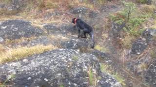 Ancioa&Makò A Caccia Di Galli