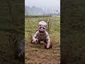 👉 サバイバル！？迷子の幽霊を捕まえる方法👻😱
