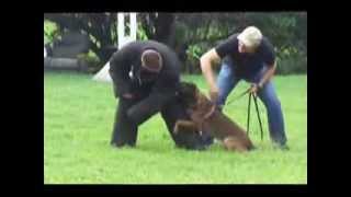 Athos KNPV PH1, muzzle training. Belgian Malinois puppies for sale.